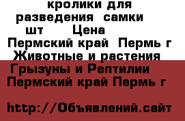 кролики для разведения (самки , 2 шт. ) › Цена ­ 2 000 - Пермский край, Пермь г. Животные и растения » Грызуны и Рептилии   . Пермский край,Пермь г.